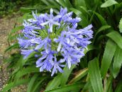 fotografie Pokojové květiny Africké Modré Lilie bylinné, Agapanthus umbellatus světle modrá