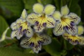 fotografie Pokojové květiny Strep bylinné, Streptocarpus žlutý