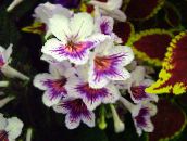 φωτογραφία Εσωτερικά λουλούδια Strep ποώδη, Streptocarpus λευκό