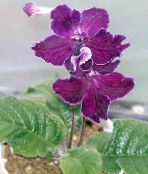 violett Strep Örtväxter