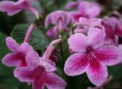 bilde Pot Blomster Strep urteaktig plante, Streptocarpus rosa