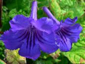 foto Flores de salón Strep herbáceas, Streptocarpus azul