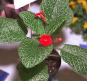 foto Podu Ziedi Episcia zālaugu augs sarkans