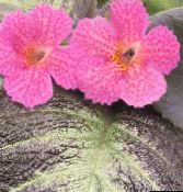 foto Podu Ziedi Episcia zālaugu augs sārts