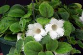 photo des fleurs en pot Episcia herbeux blanc