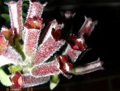 фотографија Затворене Цветови Липстицк Биљка,  травната, Aeschynanthus виноус