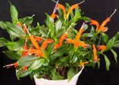 foto Pote flores Lipstick Plant,  planta herbácea, Aeschynanthus laranja