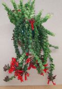 снимка Интериорни цветове Червило Растение,  тревисто, Aeschynanthus червен