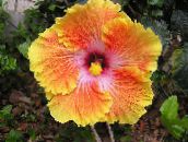 fotografie Kvetinové Kvety Ibištek kríki, Hibiscus oranžový