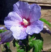 lilás Hibiscus Arbusto