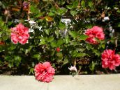 fénykép Pot Virágok Hibiszkusz cserje, Hibiscus rózsaszín