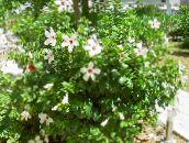 foto Pote flores Hibiscus arbusto branco