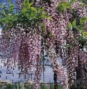 снимка Интериорни цветове Глициния лиана, Wisteria люляк