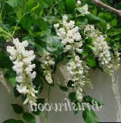 foto Unutarnja Cvjetovi Glicinije lijana, Wisteria bijela