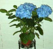 foto Krukblommor Hortensia, Lacecap buskar, Hydrangea hortensis ljusblå