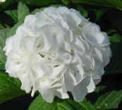 fotografie Oală Flori Hortensie, Lacecap arbust, Hydrangea hortensis alb