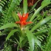 photo des fleurs en pot Guzmania herbeux rouge