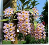 rosa Dendrobium Orkide Urteaktig Plante