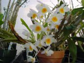 biely Dendrobium Orchidea Trávovitý