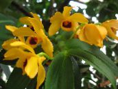 dzeltens Dendrobium Orhideja Zālaugu Augs