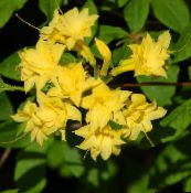 amarillo Azaleas, Pinxterbloom Arbustos