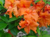fotografie Oală Flori Azalee, Pinxterbloom arbust, Rhododendron portocale