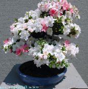 zdjęcie Pokojowe Kwiaty Azalia (Rododendron) krzaki, Rhododendron biały