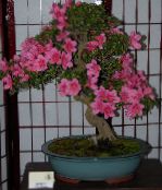 foto Krukblommor Azaleor, Pinxterbloom buskar, Rhododendron rosa