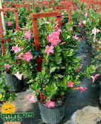 foto Kodus Lilled Dipladenia, Mandevilla rippuvad tehase roosa