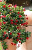 kırmızı Dipladenia, Mandevilla Asılı Bitki