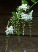 foto Pote flores Duranta, Honey Drops, Golden Dewdrop, Pigeon Berry árvore branco