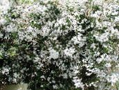 foto Podu Ziedi Jasmīns liāna, Jasminum balts