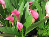 foto Pote flores Arum Lily planta herbácea, Zantedeschia rosa