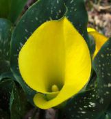 fotoğraf Saksı çiçekleri Arum Zambak otsu bir bitkidir, Zantedeschia sarı