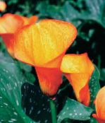 fotografija Sobne cvetje Arum Lily travnate, Zantedeschia oranžna