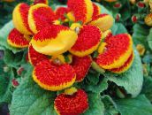 red Slipper flower Herbaceous Plant