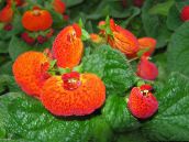 fotografija Sobne cvetje Lepi Cvet travnate, Calceolaria oranžna