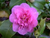 rosa Camellia Träd