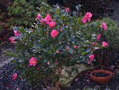 фотографија Затворене Цветови Камелија дрвета, Camellia розе