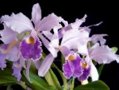 lila Cattleyaorchid Örtväxter