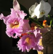 fotoğraf Saksı çiçekleri Cattleya Orkide otsu bir bitkidir pembe
