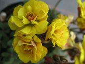 foto Pote flores Oxalis planta herbácea amarelo