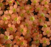 nuotrauka Kambarines gėles Oxalis žolinis augalas oranžinis