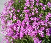 foto Flores de salón Oxalis herbáceas rosa