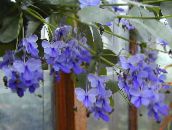 luz azul Clerodendron Arbusto