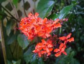 zdjęcie Pokojowe Kwiaty Clerodendrum krzaki czerwony