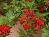 bilde Pot Blomster Sigarett Anlegg busk, Cuphea rød