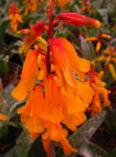 zdjęcie Pokojowe Kwiaty Lachenal trawiaste, Lachenalia pomarańczowy
