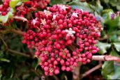 photo Pot Flowers Red Leea, West Indian Holly, Hawaiian Holly shrub pink