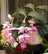 foto I fiori domestici Melastome Appariscente gli arbusti, Medinilla rosa